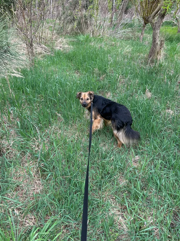 Zaginął pies, Wądroże, 28 kwietnia 2026 (1/2)