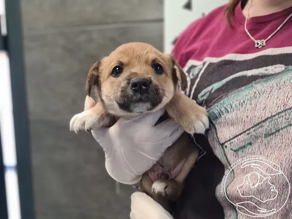 Znaleziono psa, Chełmek, 27 kwietnia 2026