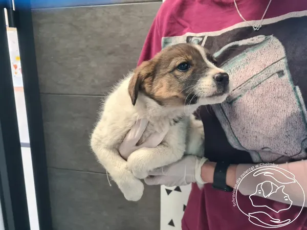 Znaleziono psa, Chełmek, 27 kwietnia 2026