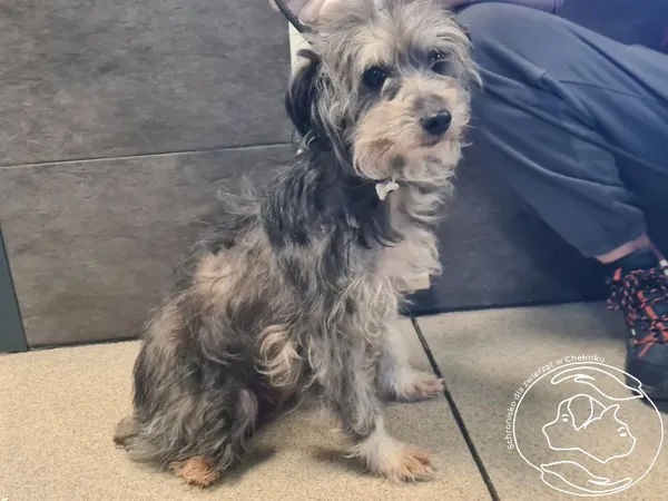 Znaleziono psa, Chełmek, 27 kwietnia 2026