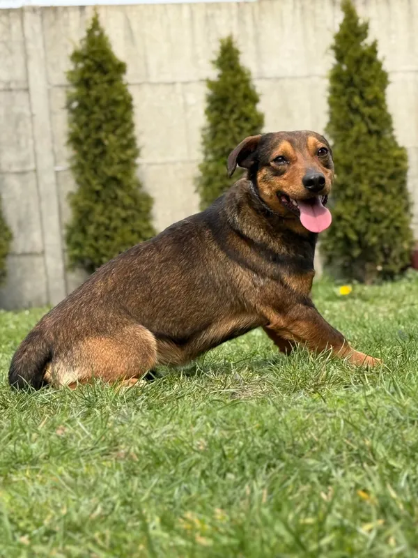 Pies do adopcji, Pieczyska, 28 kwietnia 2026 (3/5)