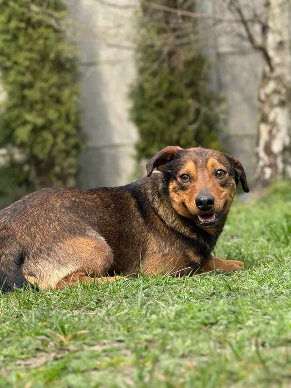 Pies do adopcji, Pieczyska, 28 kwietnia 2026 (4/5)