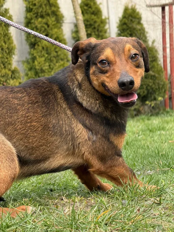 Pies do adopcji, Pieczyska, 28 kwietnia 2026 (5/5)