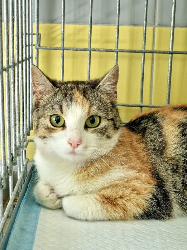 Znaleziono kota, Wrocław, 28 kwietnia 2026