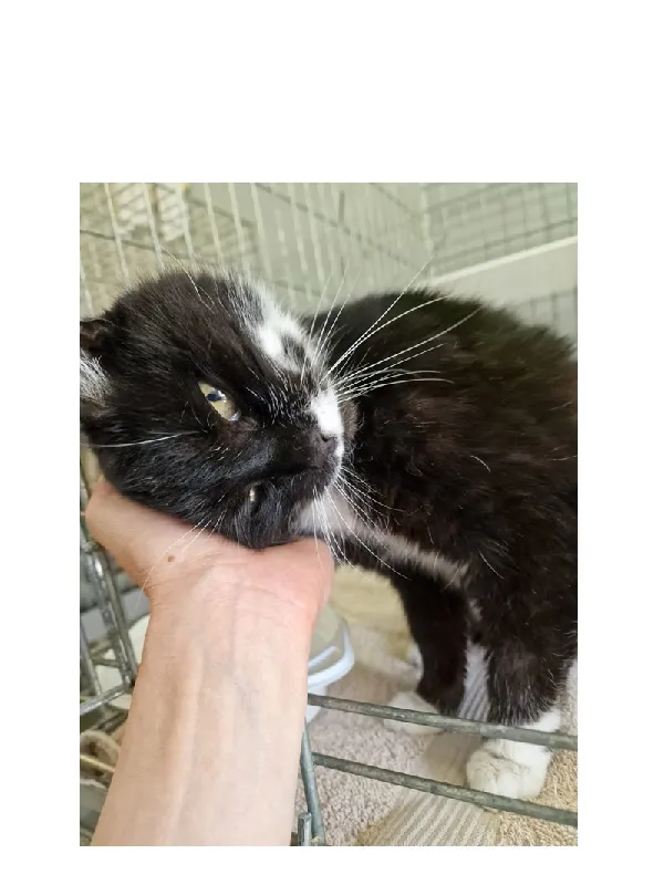 Znaleziono kota, Wrocław, 26 kwietnia 2026