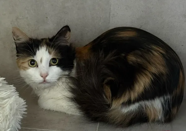 Znaleziono kota, Sosnowiec, 27 kwietnia 2026