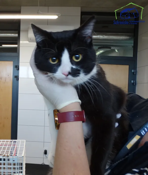 Znaleziono kota, Szczecin, 28 kwietnia 2026 (1/2)