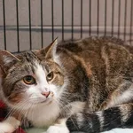 Kot do adopcji