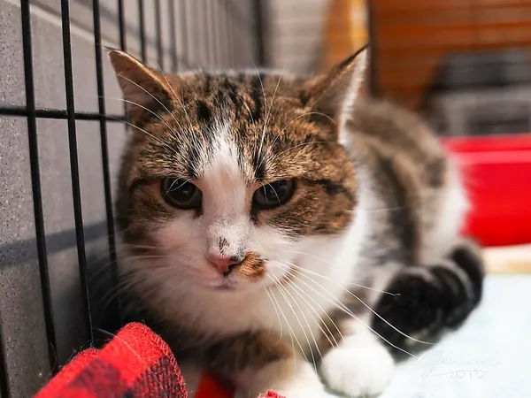 Kot do adopcji, Sopot, 28 kwietnia 2026 (2/3)