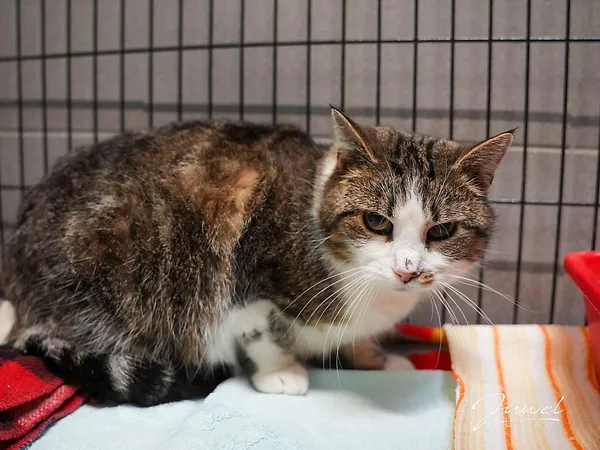 Kot do adopcji, Sopot, 28 kwietnia 2026 (3/3)