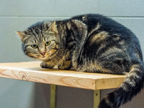 Kot do adopcji, Sopot, 28 kwietnia 2026