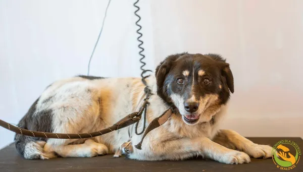 Znaleziono psa, Skałowo, 28 kwietnia 2026