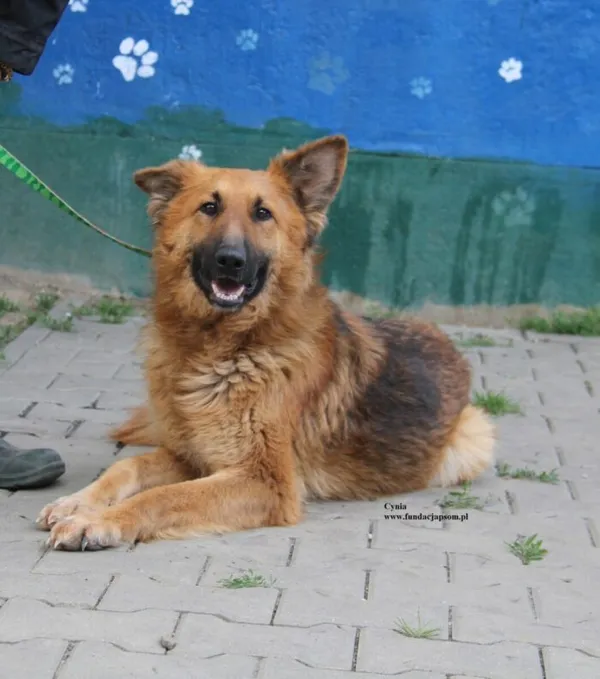 Pies do adopcji, Nowy Dwór Mazowiecki, 28 kwietnia 2026 (1/5)