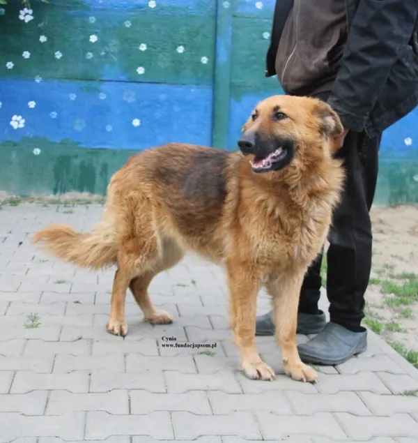 Pies do adopcji, Nowy Dwór Mazowiecki, 28 kwietnia 2026 (3/5)