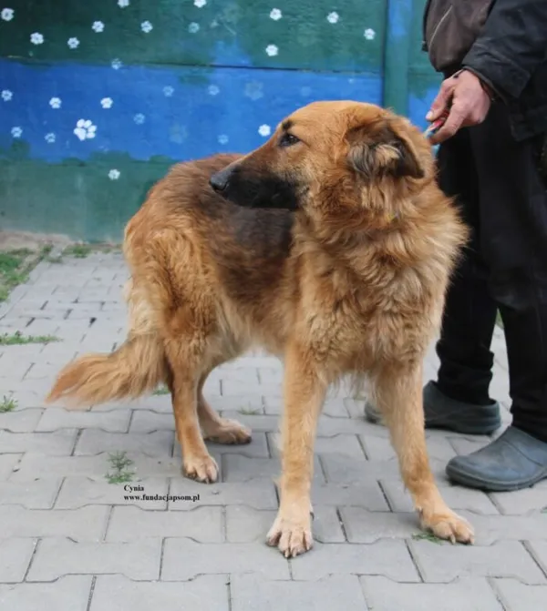 Pies do adopcji, Nowy Dwór Mazowiecki, 28 kwietnia 2026 (4/5)