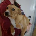 Pies do adopcji