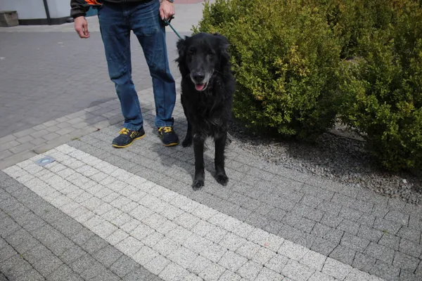 Znaleziono psa, Ciosny, 28 kwietnia 2026