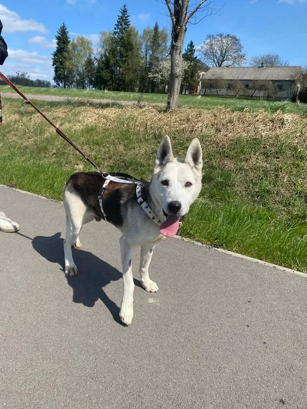 Znaleziono psa, Chojnice, 27 kwietnia 2026 (1/3)