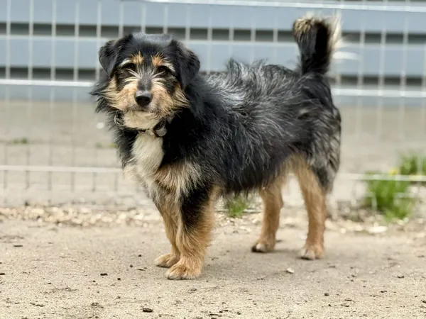 Znaleziono psa, Chojnice, 27 kwietnia 2026 (2/5)