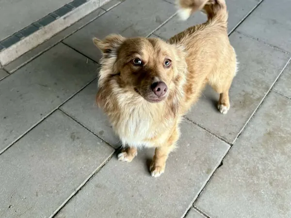 Znaleziono psa, Chojnice, 27 kwietnia 2026