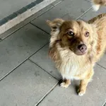 Znaleziono psa
