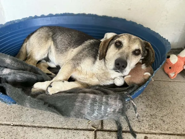 Znaleziono psa, Chojnice, 27 kwietnia 2026