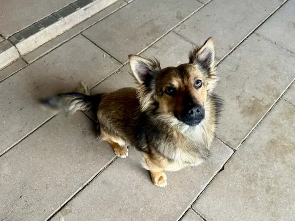 Znaleziono psa, Chojnice, 27 kwietnia 2026