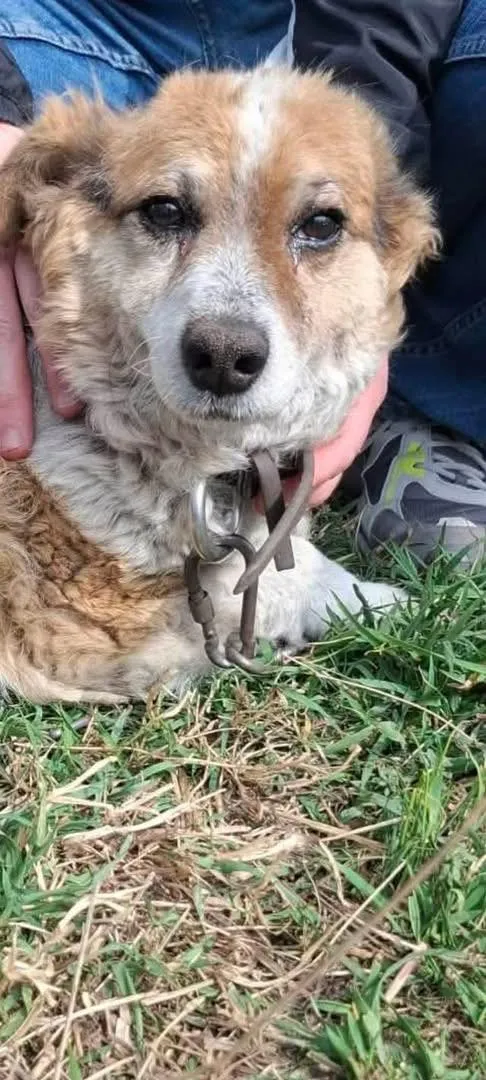 Oddam psa, Olsztyn, Redykajny, 29 kwietnia 2026 (1/2)