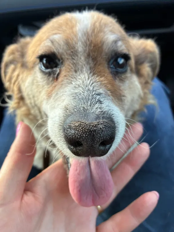 Oddam psa, Olsztyn, Redykajny, 29 kwietnia 2026 (2/2)