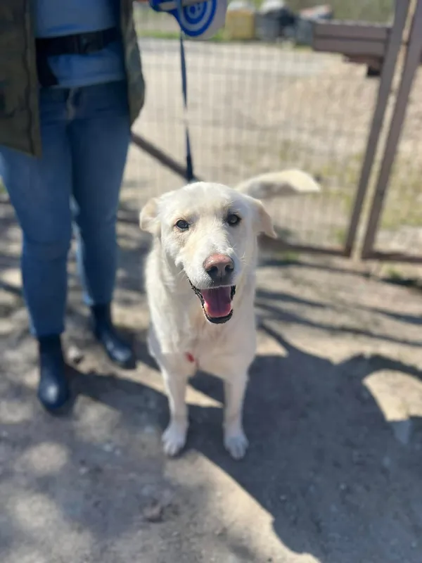 Oddam psa, Olsztyn, Pojezierze, 29 kwietnia 2026 (1/3)