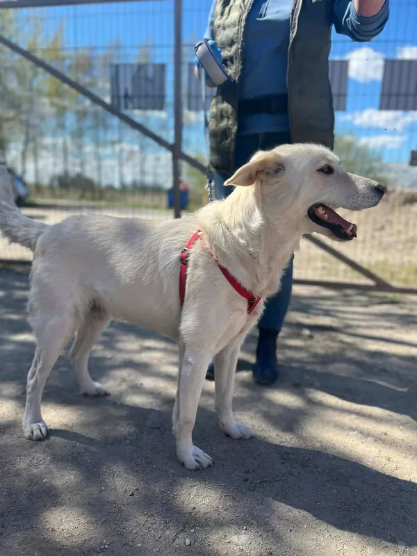 Oddam psa, Olsztyn, Pojezierze, 29 kwietnia 2026 (2/3)