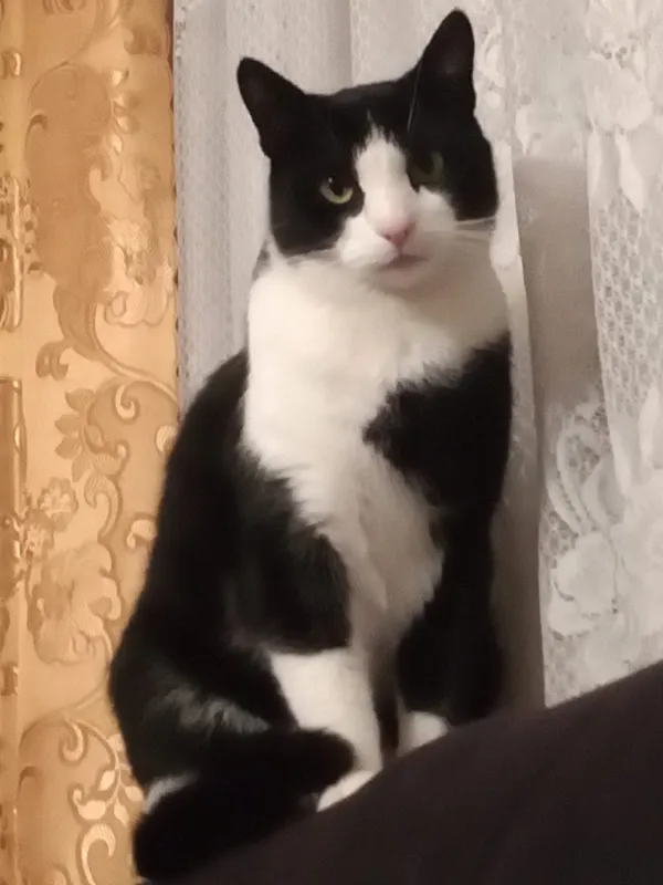 Zaginął kot, Białystok, Jaroszówka, 29 kwietnia 2026 (2/2)