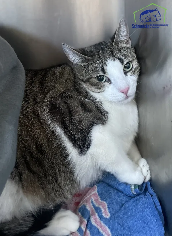 Znaleziono kota, Szczecin, 29 kwietnia 2026