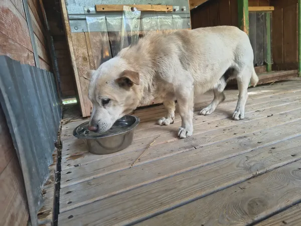 Pies do adopcji, Orzechowce, 29 kwietnia 2026 (1/5)