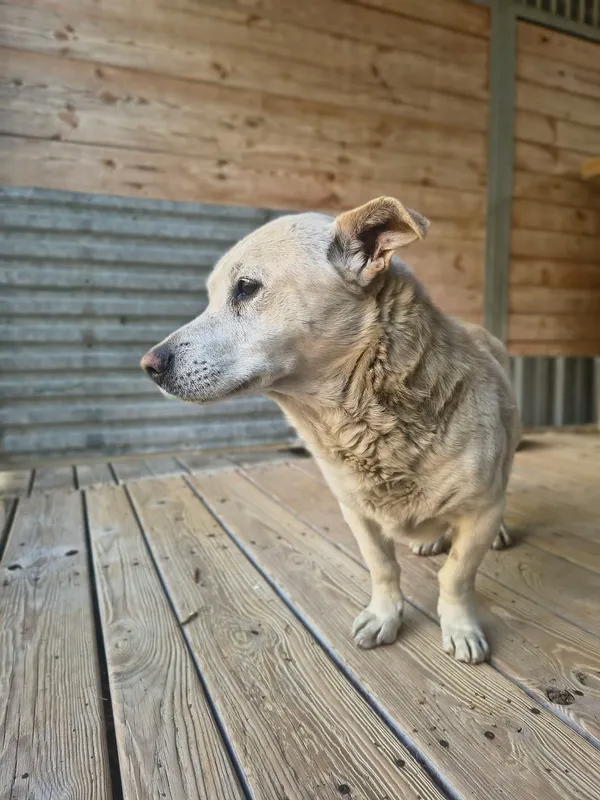 Pies do adopcji, Orzechowce, 29 kwietnia 2026 (2/5)