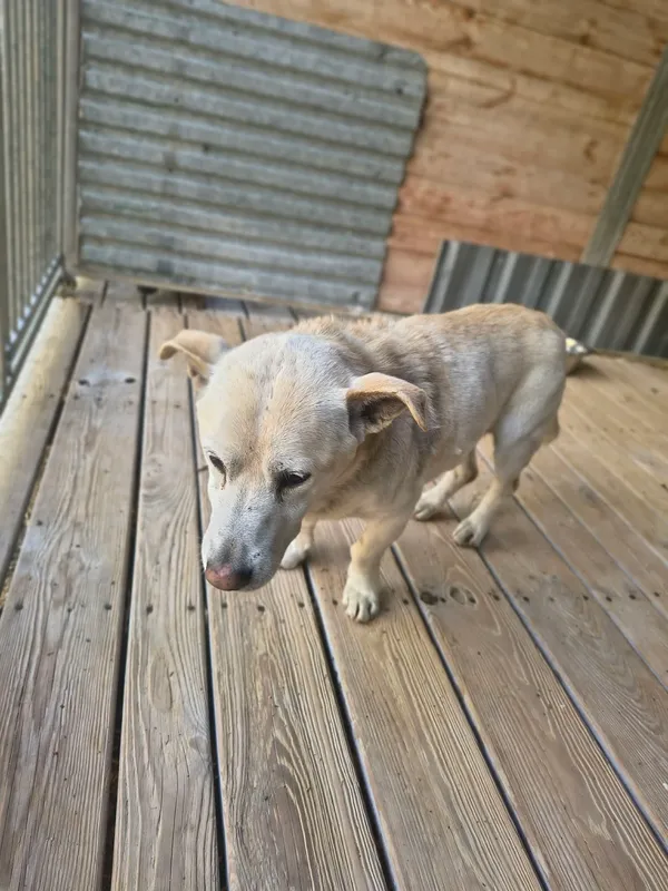 Pies do adopcji, Orzechowce, 29 kwietnia 2026 (3/5)