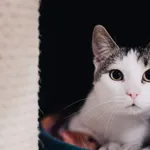 Kot do adopcji