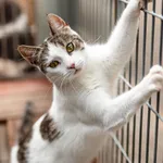 Kot do adopcji