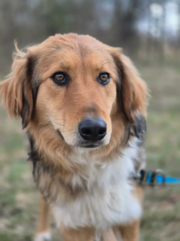 Oddam psa, Pruszków, Żbików, 29 kwietnia 2026 (1/5)