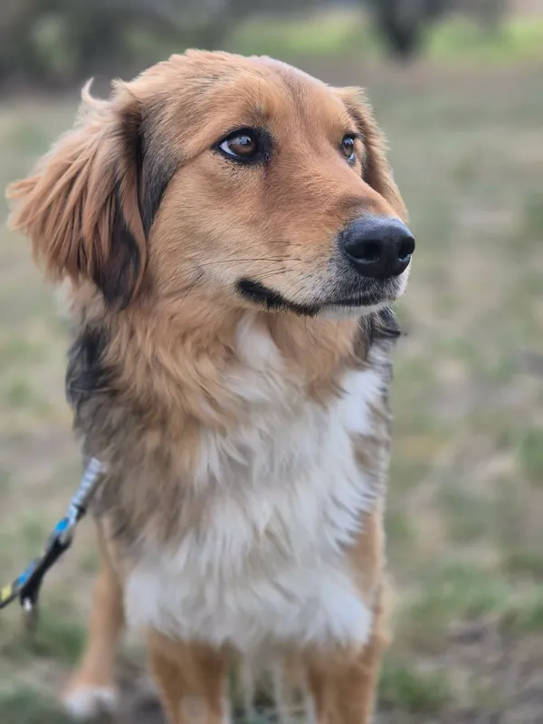 Oddam psa, Pruszków, Żbików, 29 kwietnia 2026 (5/5)