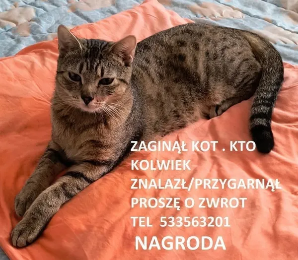 Zaginął kot, Łódź, 29 kwietnia 2026