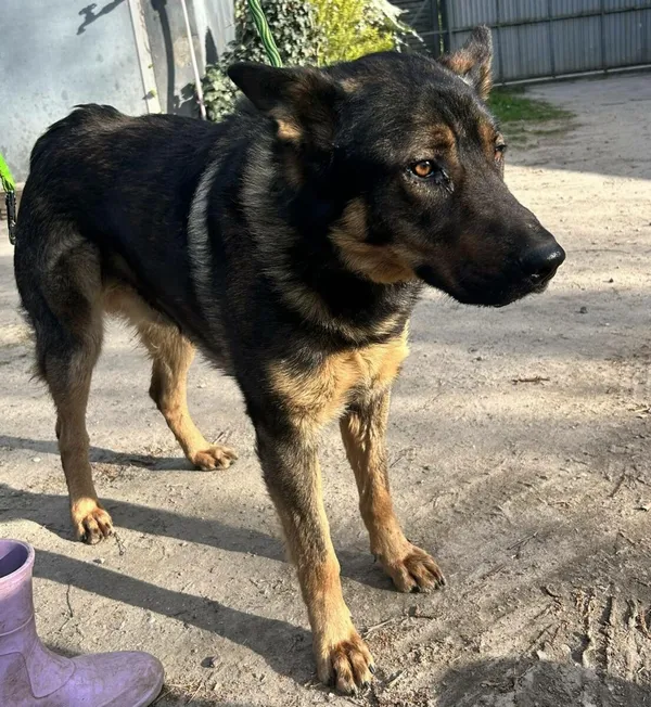 Pies do adopcji, Zgierz, 29 kwietnia 2026 (1/2)