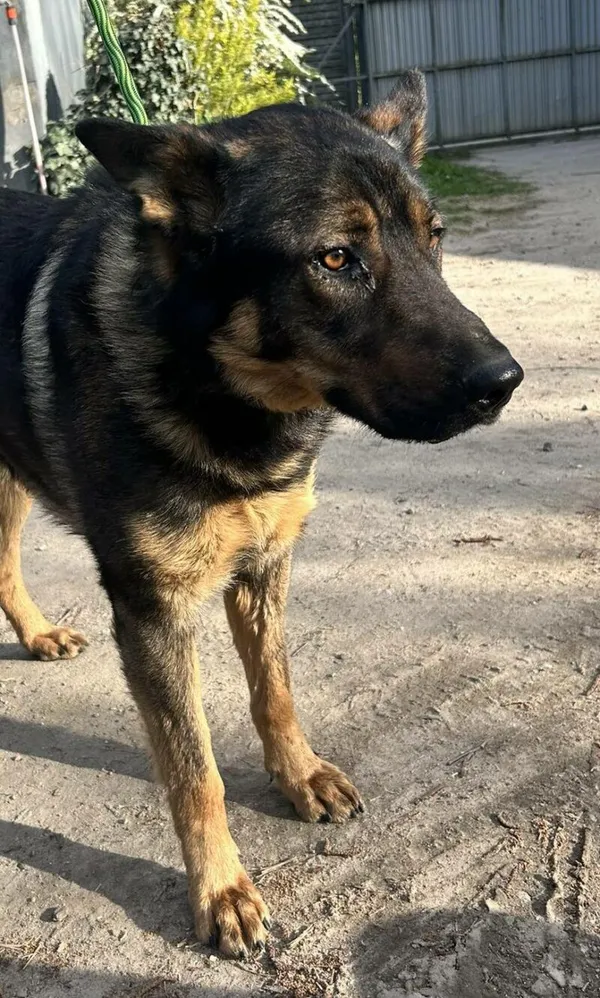 Pies do adopcji, Zgierz, 29 kwietnia 2026 (2/2)