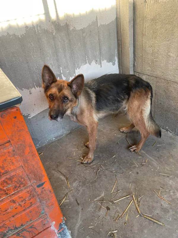 Pies do adopcji, Zgierz, 3 marca 2026 (5/5)
