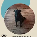 Znaleziono psa
