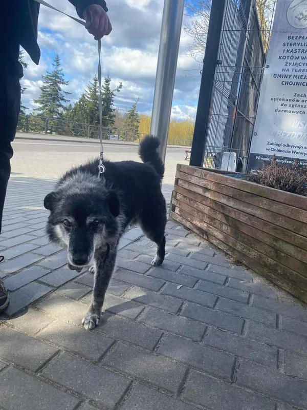 Znaleziono psa, Chojnice, 29 kwietnia 2026 (2/2)