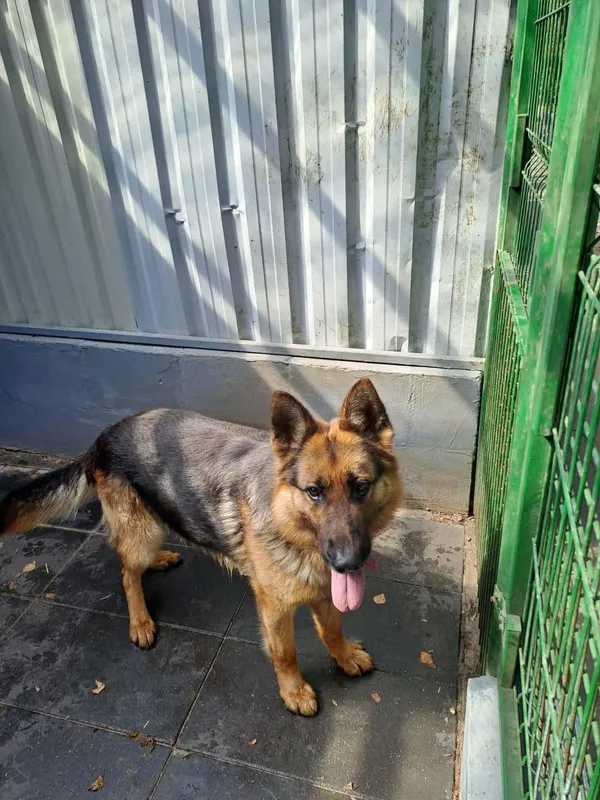 Znaleziono psa, Chojnice, 29 kwietnia 2026