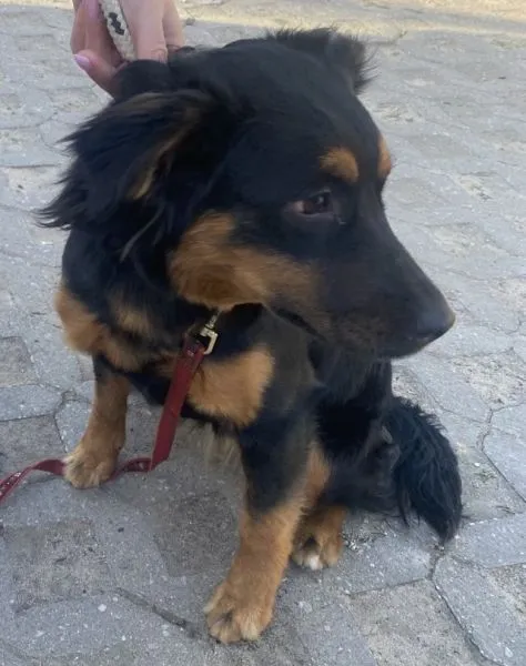 Znaleziono psa, Radom, 28 kwietnia 2026