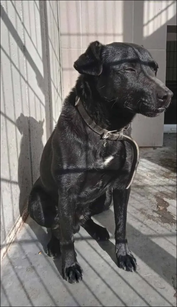 Znaleziono psa, Grudziądz, 28 kwietnia 2026