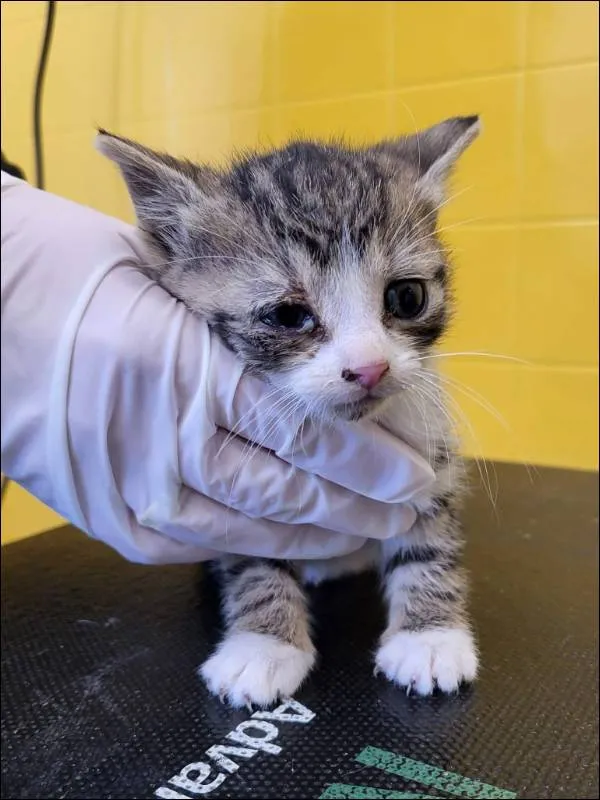 Znaleziono kota, Grudziądz, 28 kwietnia 2026